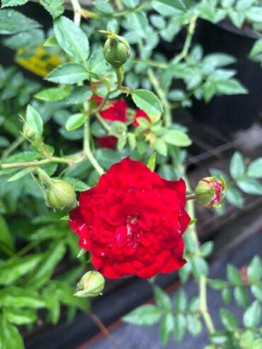 Miniature Climbing Rose ‘Red Cascade’ for Sale in Piliyandala