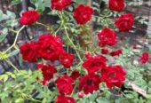 Miniature Climbing Rose ‘Red Cascade’ for Sale in Piliyandala