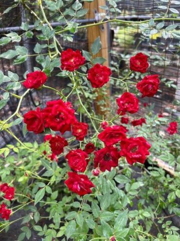 Miniature Climbing Rose ‘Red Cascade’ for Sale in Piliyandala