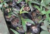 Foxtail Palms for Sale in Chilaw