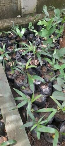 Foxtail Palms for Sale in Chilaw
