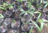 Foxtail Palms for Sale in Chilaw