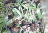 Foxtail Palms for Sale in Chilaw