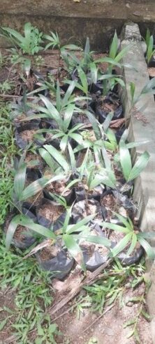 Foxtail Palms for Sale in Chilaw