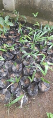 Foxtail Palms for Sale in Chilaw