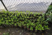 Cloves Plants for Sale in Galagedara