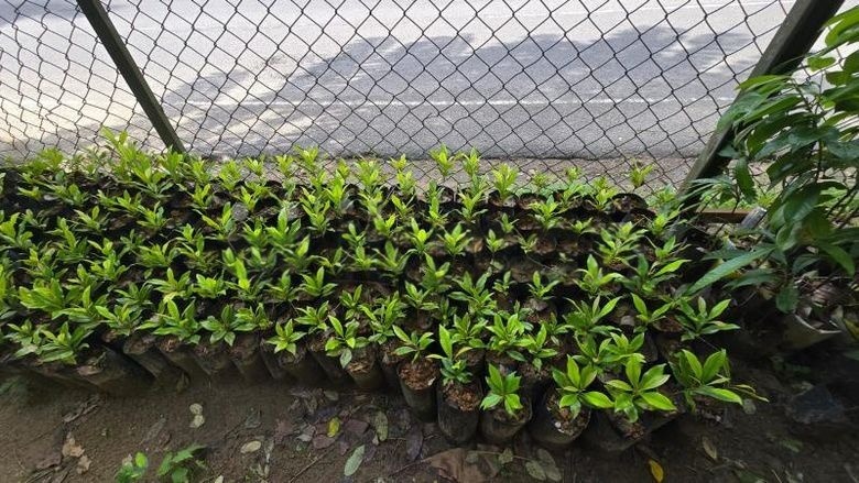 Cloves Plants for Sale in Galagedara