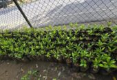 Cloves Plants for Sale in Galagedara
