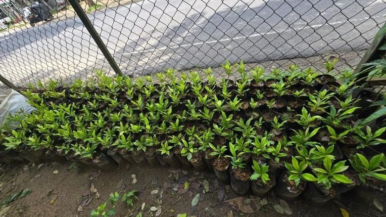 Cloves Plants for Sale in Galagedara